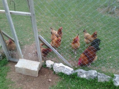 Jato crvenih kokoški Hrvatica