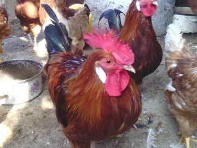 Mario je jedan od rijetkih registriranih uzgajivača u svojem kraju