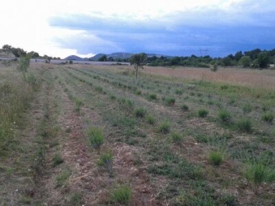 OPG Mario Lagator - uzgoj koka Hrvatica, lavande i krumpira