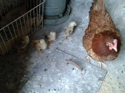 Vlasnik je u potrazi za čistokrvnim crnim kokoškama Hrvaticama