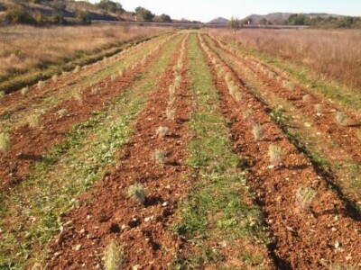 Problem je navodnjnavnje, ljeti je zemlja suha, a vode nema