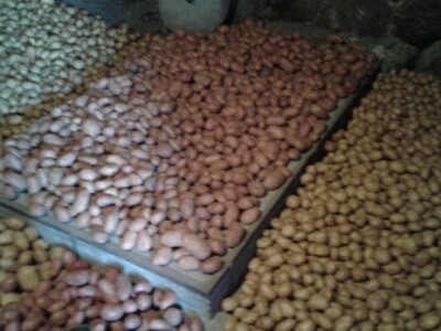 Krumpir je dobro ove godine rodio