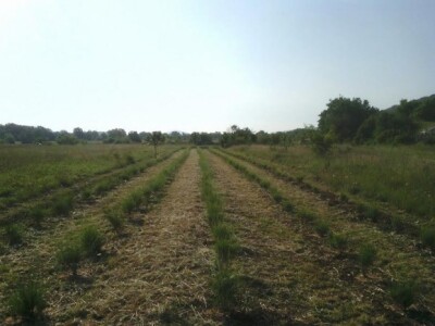 Uskoro i novi nasadi lavande