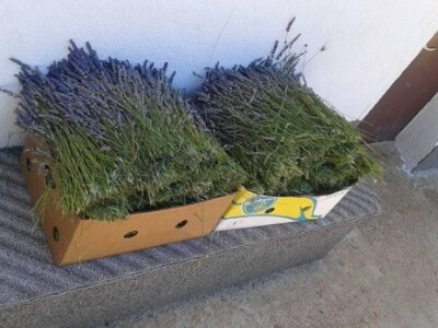 Završena je i prva berba lavande