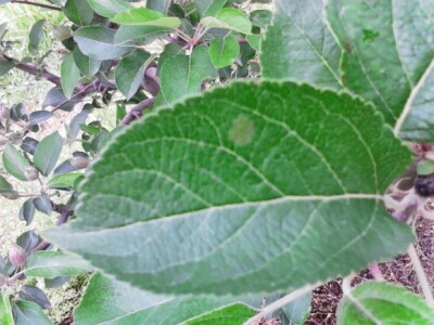 Lakša primarna infekcija asko sporama na listu