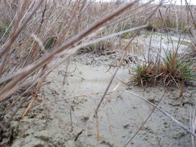Lalinačka slatina krije živo blato i retke biljke i životinje