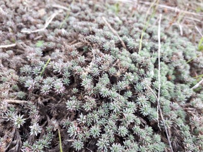 Lalinačka slatina krije živo blato i retke biljke i životinje
