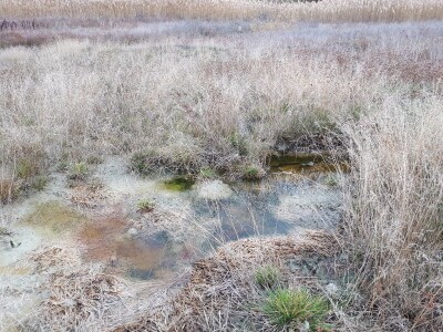 Lalinačka slatina krije živo blato i retke biljke i životinje