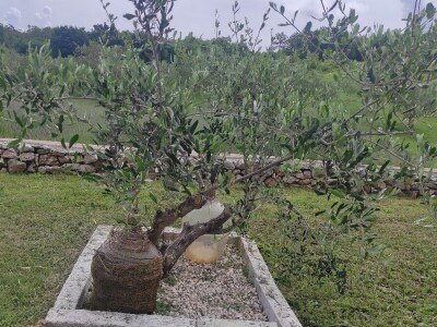 Lari Juričić, najmlađi je vinar Labinštine, ali prestižne nagrade ga ne mimoilaze Lari Juričić, najmlađi je vinar Labinštine, ali prestižne nagrade ga ne mimoilaze