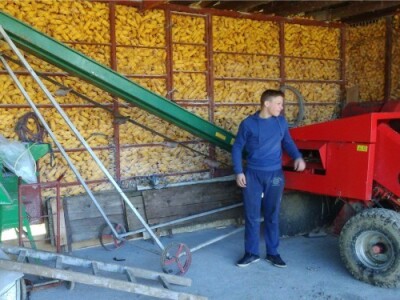 Kukuruz za izhranu svinja