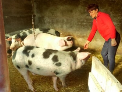 Liza vodi brigu o svinjogojstvu