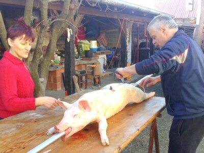 Potražnja za kvalitetnim odojcima