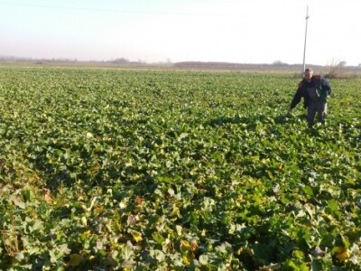 Josip zadovoljan stanjem uljane repice