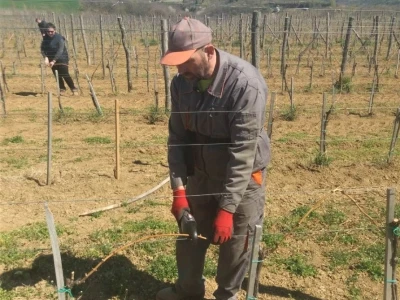 Prolećni poslovi u vinogradima