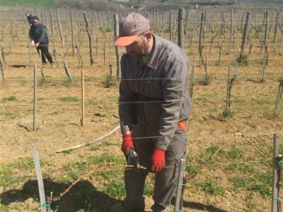 Prolećni poslovi u vinogradima