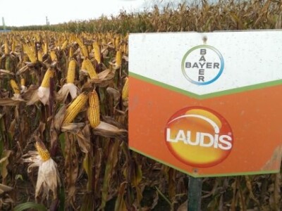 Laudis na Dekalb danima polja