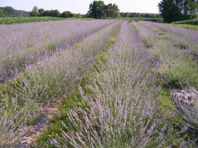 Podravsko polje lavande