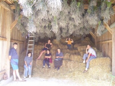 Sušenje nakon berbe