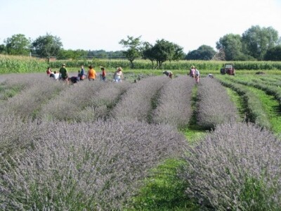 Posla ima za cijelu obitelj i prijatelje