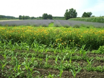 Ako je dobro za neven i lavandu, bit će i za smilje