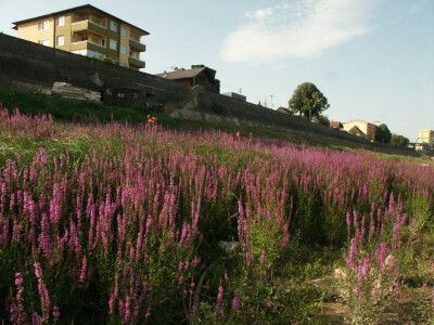 Lavanda