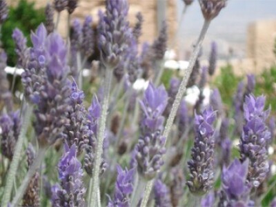 Lavanda