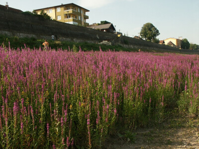 Lavanda