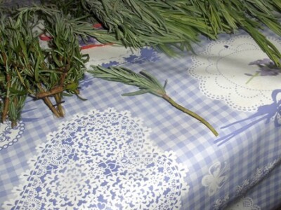 Pravilna reznica za razmnožavanje