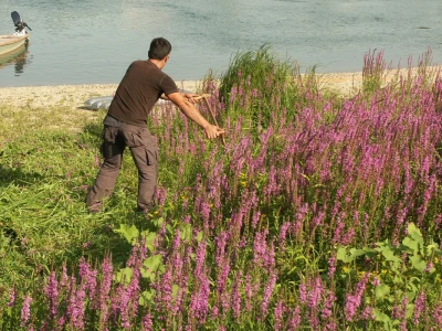 Lavanda