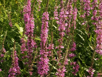 Lavanda