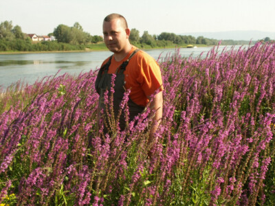 Lavanda