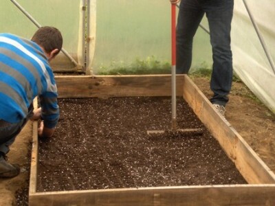 Gredica je spremna za pikiranje