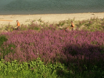 Lavanda