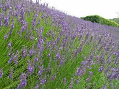 Lavanda