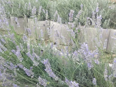 Lavanda