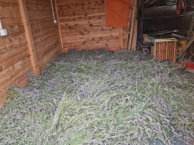 Lavanda