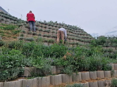 Lavanda