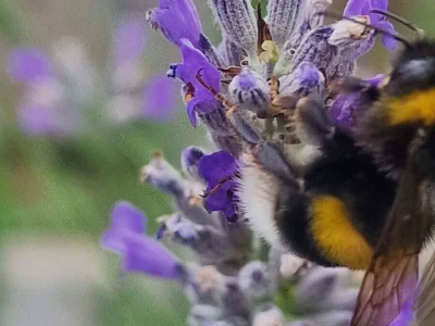 Lavanda