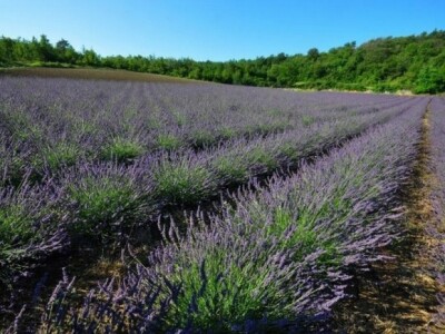 Lavanda