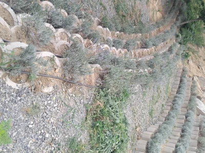 Lavanda