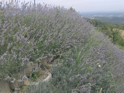 Lavanda