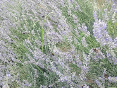 Lavanda