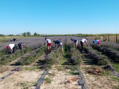 Žetva se obavlja nakon tri uzastopna suha dana