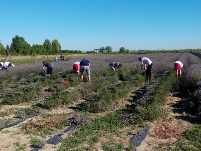Prijatelji i rodbina u žetvi