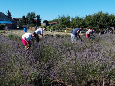 Ove godine berba isključivo je bila ručna