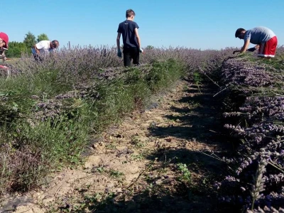 Lavanda kod Hržice