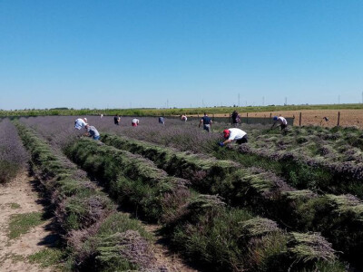 Razmak između redova je 160 cm, a između svake sadnice 60 cm