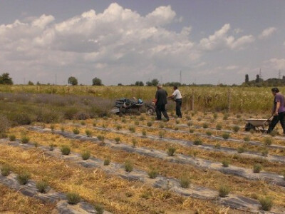 Detalj iz prošlogodišnje žetve