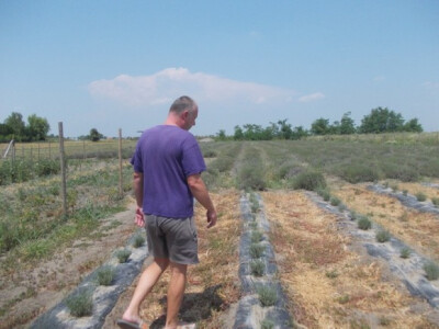 Hržica ima sorte Budrovka i Groso