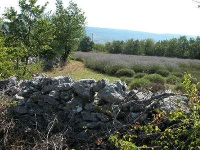 Lavanda u docima lijevog zaobalja Cetine (Bitelić) nadjačala korov, kupinu, draču, a unijela je i dodatni miris u to podneblje